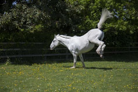 teen fucked by horse|Boy, 16, caught having sex with a horse spared jail